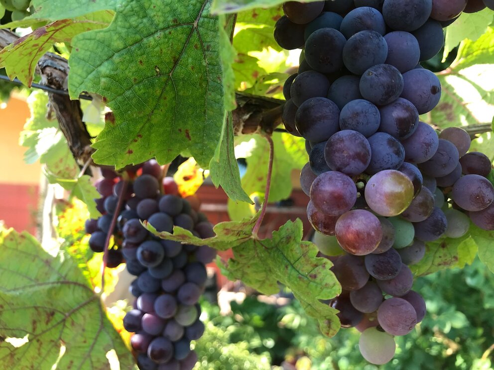 Vineyard Grapes