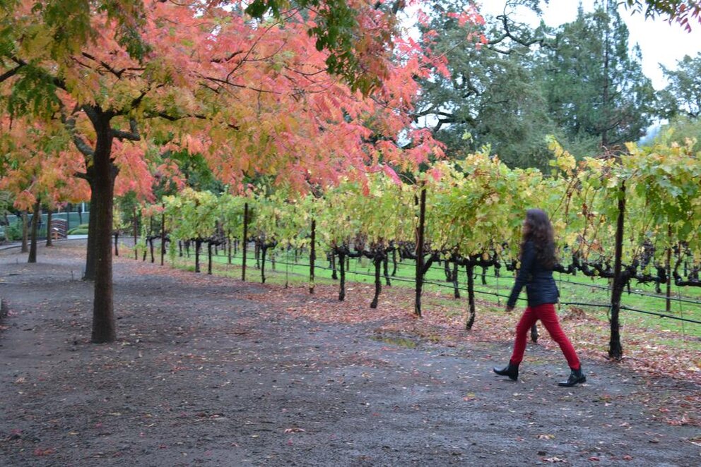 Vineyard with person walking