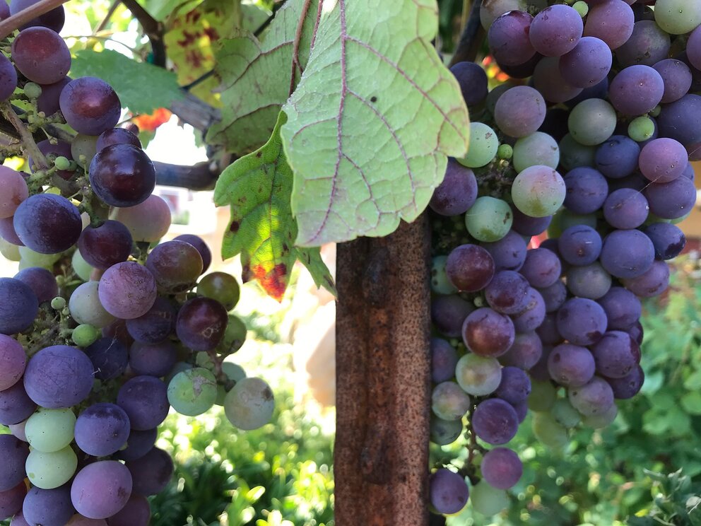 grapes on vines